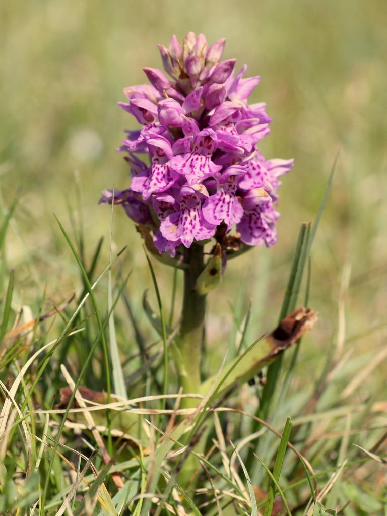 Orchidee d''Irlanda